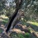 L'ulivo secolare, esempio di resilienza che arriva dalla natura 14 101adab6 9464 4f10 8e07 11520d933371