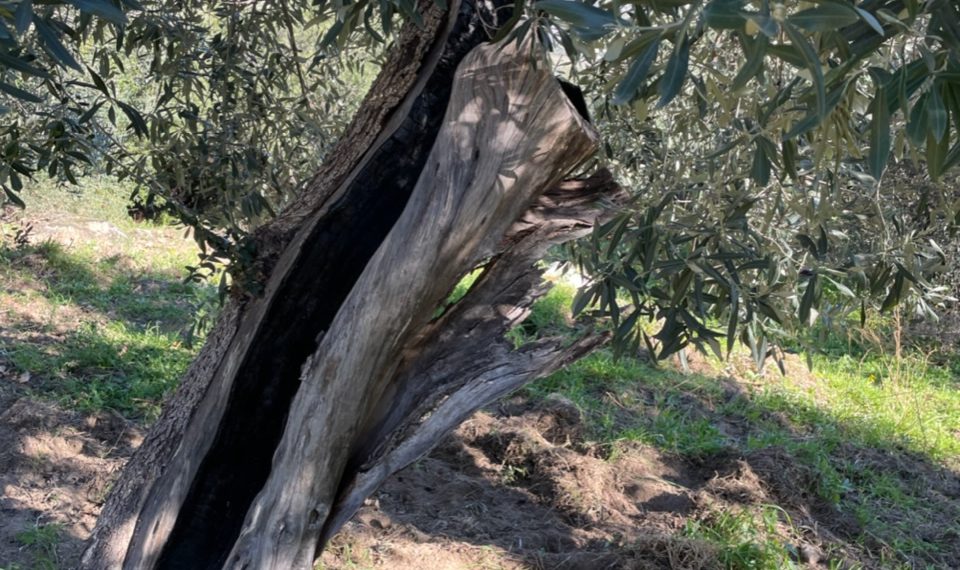 L'ulivo secolare, esempio di resilienza che arriva dalla natura 1 101adab6 9464 4f10 8e07 11520d933371