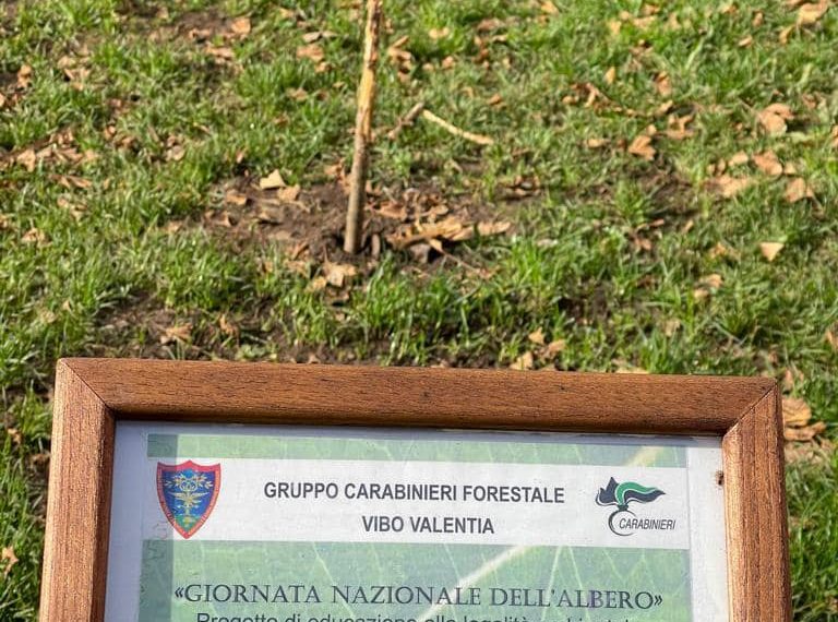 Albero della Legalità tagliato, tante le reazioni. L'ANCRI invita a realizzare un "Bosco della Legalità" 1 269668946 3267130143573344 171625247686431914 n