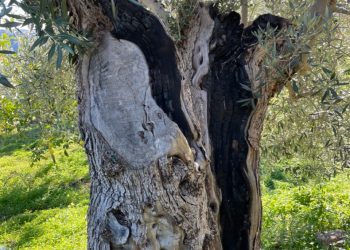 98e8d30f c520 43cf ad1a 83ba05bca4ca