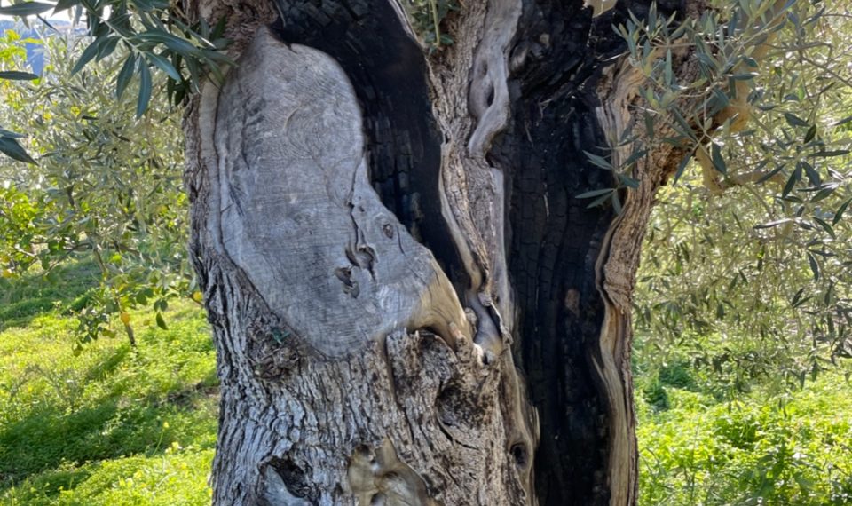 98e8d30f c520 43cf ad1a 83ba05bca4ca