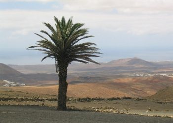 canarie 6