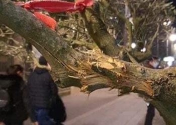 Ancora atti di vandalismo a Vibo Valentia. Spezzati gli ulivi di corso Vittorio Emanuele 6 piante ulivo corso vibo