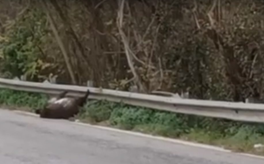 Emergenza cinghiali, carcassa sul ciglio della ex 606: un pericolo per gli automobilisti (video) 1 cinghiale in strada