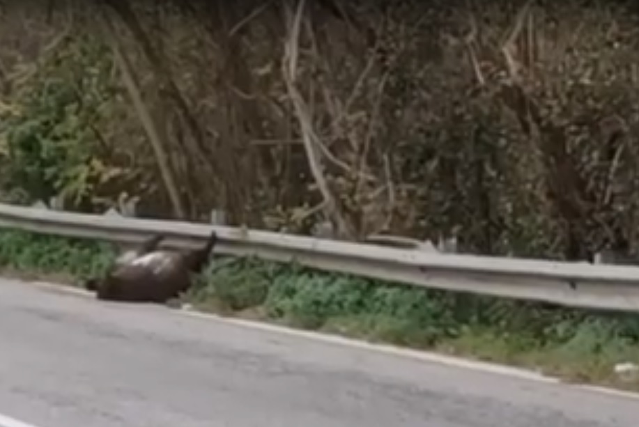 Emergenza cinghiali, carcassa sul ciglio della ex 606: un pericolo per gli automobilisti (video)