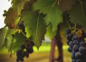 Don Fiorillo, Gesù ricorda: “Io sono la vite, voi i tralci. Chi rimane in me, e io in lui, porta molto frutto”