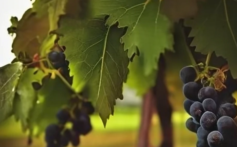 Don Fiorillo, Gesù ricorda: “Io sono la vite, voi i tralci. Chi rimane in me, e io in lui, porta molto frutto”