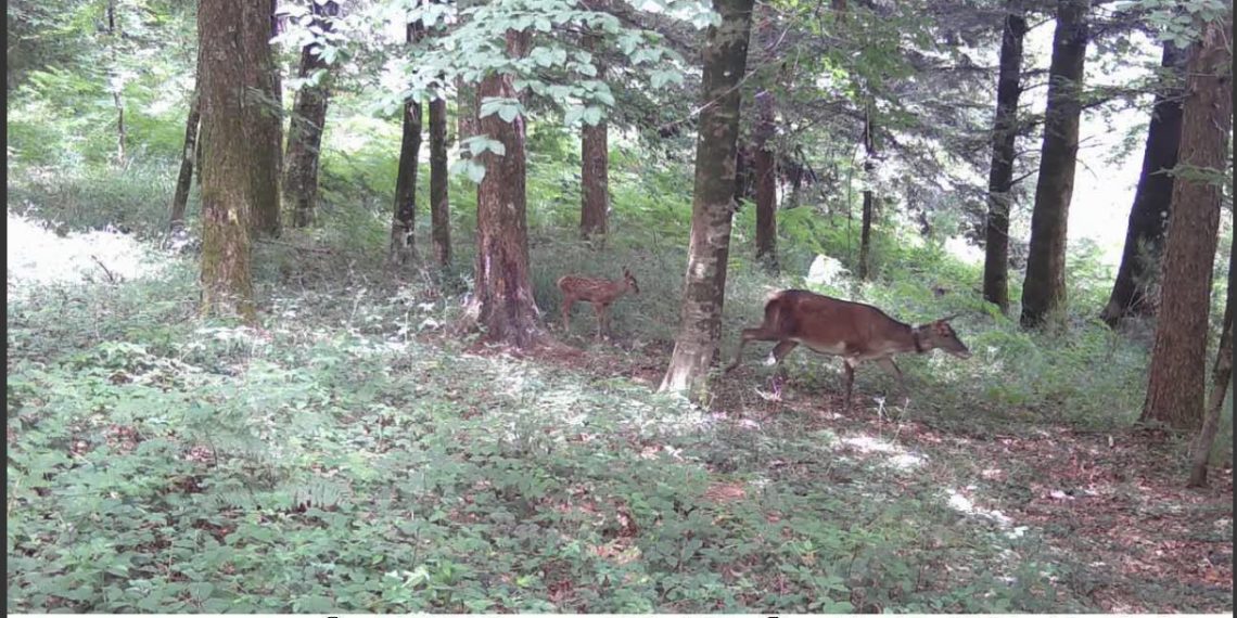 Un cucciolo di cervo italico per la prima volta è nato nel Parco delle Serre. Le bellissime e tenere immagini (video)