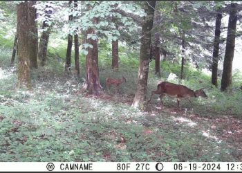 Un cucciolo di cervo italico per la prima volta è nato nel Parco delle Serre. Le bellissime e tenere immagini (video)