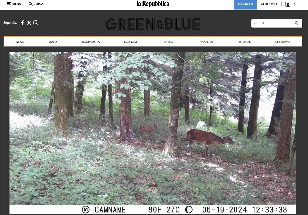 Un cucciolo di cervo italico per la prima volta è nato nel Parco delle Serre. Le bellissime e tenere immagini (video) 3 cervo repubblica 1