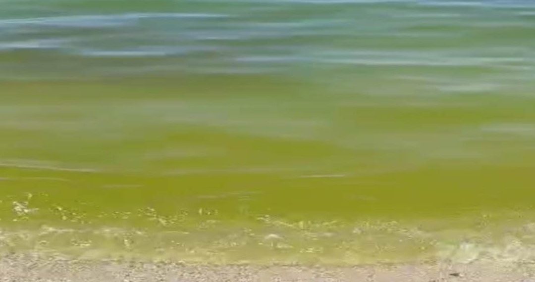 L'estate da incubo a Bivona, infruttuoso il sopralluogo congiunto con Comune, Regione e Arpacal 1 L’estate da incubo a Bivona, infruttuoso il sopralluogo congiunto con Comune, Regione e Arpacal