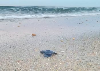 Presentato il progetto europeo Life Turtlenest coordinato da Legambiente per la salvaguardia delle tartarughe marine (video)