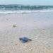 Presentato il progetto europeo Life Turtlenest coordinato da Legambiente per la salvaguardia delle tartarughe marine (video) 8 Presentato il progetto europeo Life Turtlenest coordinato da Legambiente per la salvaguardia delle tartarughe marine (video)