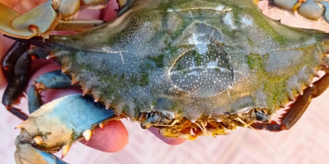 Emergenza granchi blu, segnalata la presenza alla foce del torrente Scilotraco fra Cropani e Sellia Marina 1 Emergenza granchi blu, segnalata la presenza alla foce del torrente Scilotraco fra Cropani e Sellia Marina