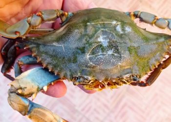 Emergenza granchi blu, segnalata la presenza alla foce del torrente Scilotraco fra Cropani e Sellia Marina