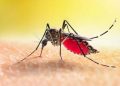 Registrato in Calabria un primo caso di Febbre del Nilo