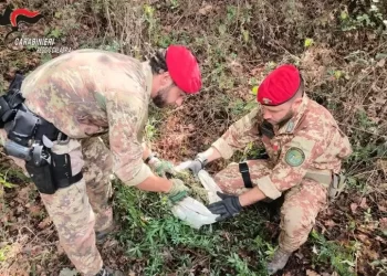 Scoperte due piantagioni di canapa indiana in Aspromonte