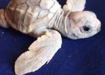 In Calabria è nata una rara tartaruga caretta caretta bianca