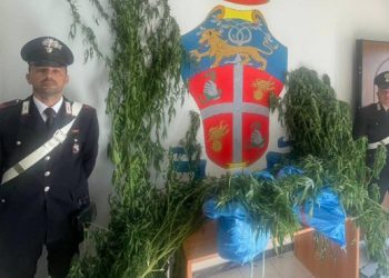 Scoperta una piantagione di canapa indiana a Bonifati