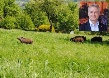 Riparte la caccia per la sorveglianza della razza suina selvatica