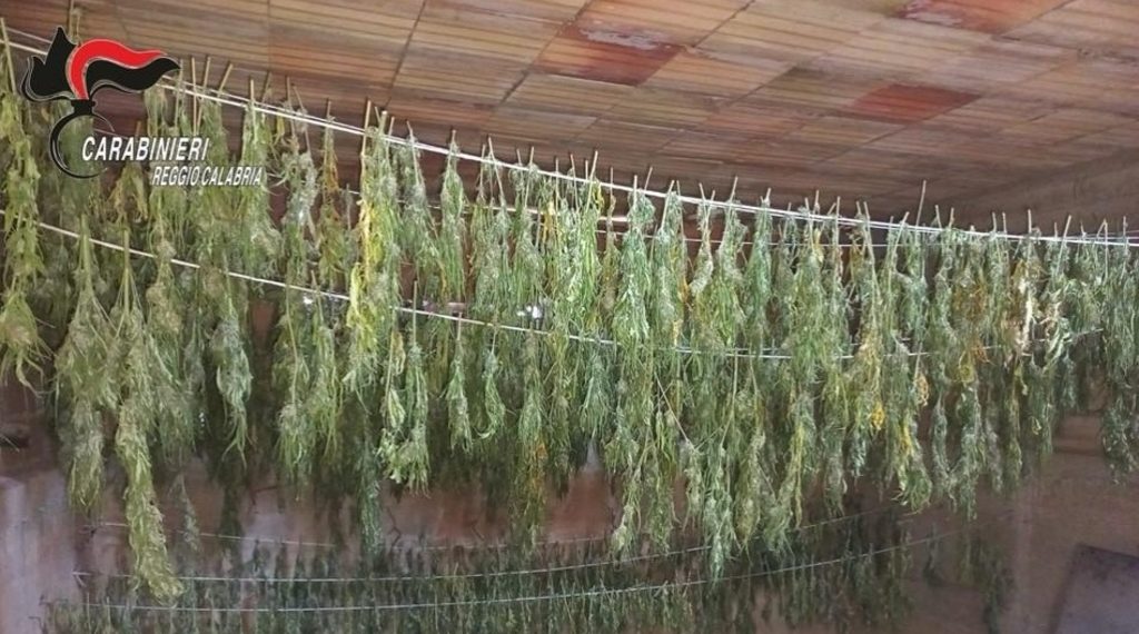Scoperte 600 piante di cannabis dai Carabinieri in Aspromonte 1 Scoperte 600 piante di cannabis dai Carabinieri in Aspromonte