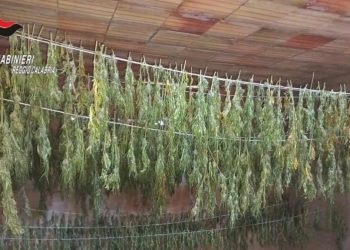 Scoperte 600 piante di cannabis dai Carabinieri in Aspromonte