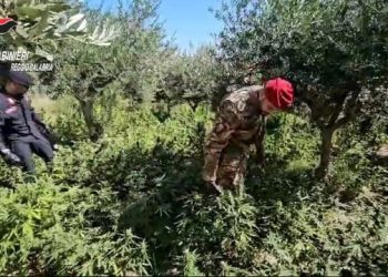 Scoperta dai Carabinieri una piantagione di canapa a Benestare (VIDEO)