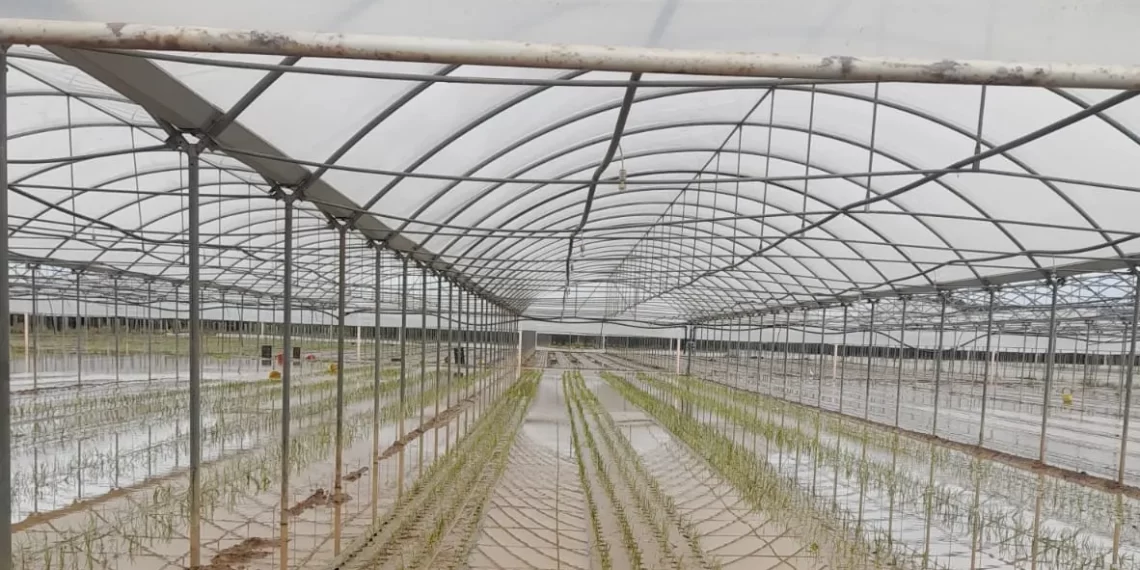 Ingenti danni all’agricoltura nel Lametino: oliveti, agrumeti, serre, vivai, vigneti e mezzi di produzione sott’acqua