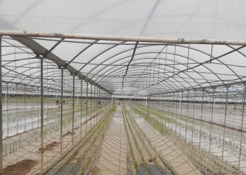 Ingenti danni all’agricoltura nel Lametino: oliveti, agrumeti, serre, vivai, vigneti e mezzi di produzione sott’acqua