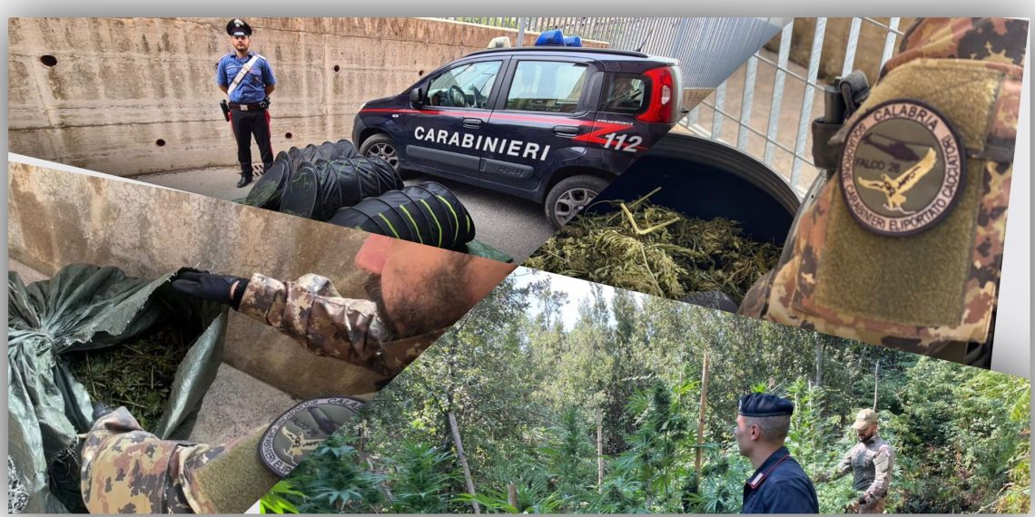 A Nardodipace un nuovo sequestro di cannabis indica da parte dei Carabinieri
