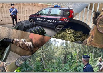 A Nardodipace un nuovo sequestro di cannabis indica da parte dei Carabinieri