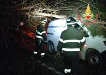 Albero secolare cade sulla strada dei Due Mari nei pressi della voragine e colpisce un furgone
