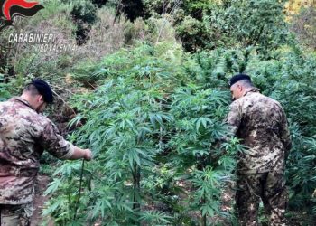 Nardodipace, numerose piantagioni di canapa indiana trovate dai Carabinieri in aree demaniali
