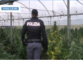 Gli agenti della Squadra Mobile di Cosenza scovano a Rogliano Gravina una serra con 470 piante di canapa indiana