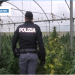 Gli agenti della Squadra Mobile di Cosenza scovano a Rogliano Gravina una serra con 470 piante di canapa indiana