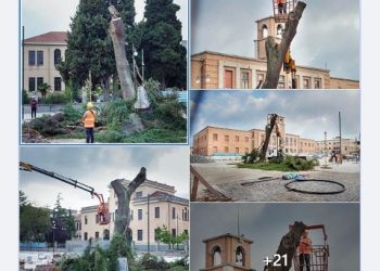 Aggiornamento sul cedro di piazza municipio a Vibo Valentia!