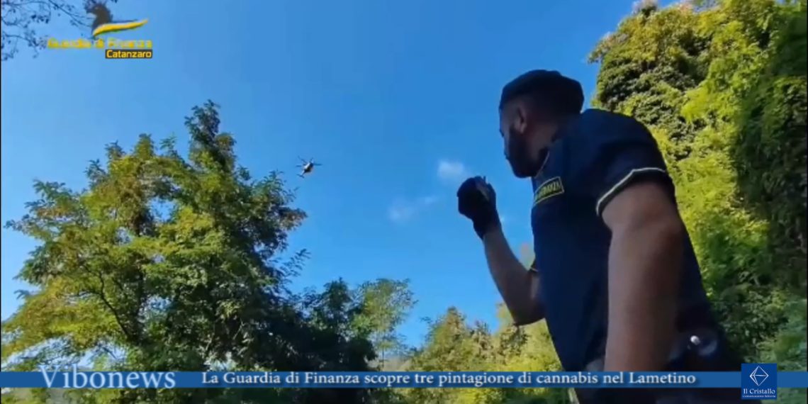 Individuate nel lametino tre piantagioni di canapa indiana (VIDEO)