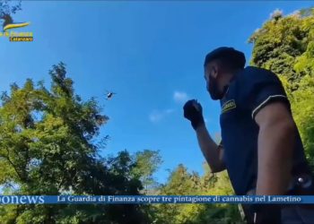 Individuate nel lametino tre piantagioni di canapa indiana (VIDEO)