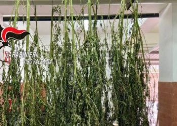 Rastrellamento dei Carabinieri a Comunella. Trovati 4 kg di marijuana