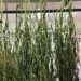 Rastrellamento dei Carabinieri a Comunella. Trovati 4 kg di marijuana 8 Rastrellamento dei Carabinieri a Comunella. Trovati 4 kg di marijuana
