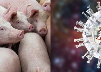 Sono diventati tre i pazienti che hanno contratto la peste suina in Calabria