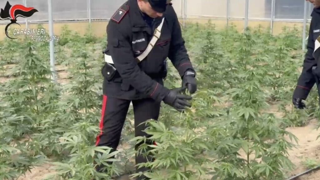 Sequestro di marijuana a Reggi 1044x587 1