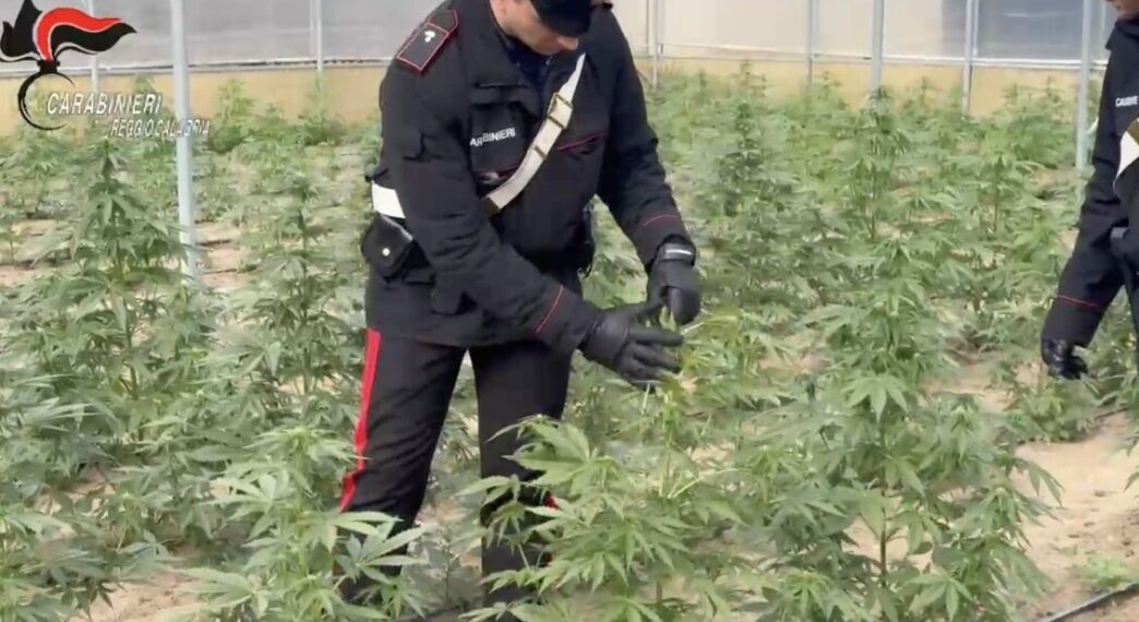 Scoperto un capannone con dentro una piantagione di cannabis