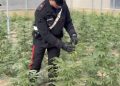 Scoperto un capannone con dentro una piantagione di cannabis