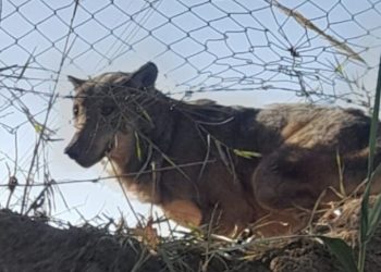 I Carabinieri salvano un lupo grigio da una trappola mortale