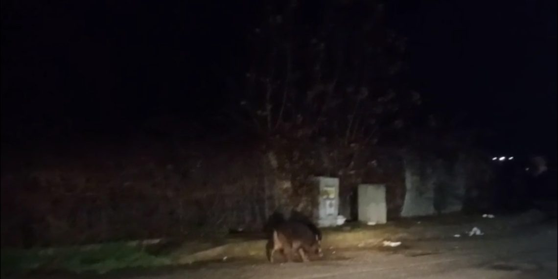Vibo Valentia, quegli inattesi strani incontri in pieno centro cittadino! (VIDEO)