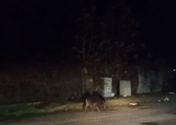 Vibo Valentia, quegli inattesi strani incontri in pieno centro cittadino! (VIDEO)