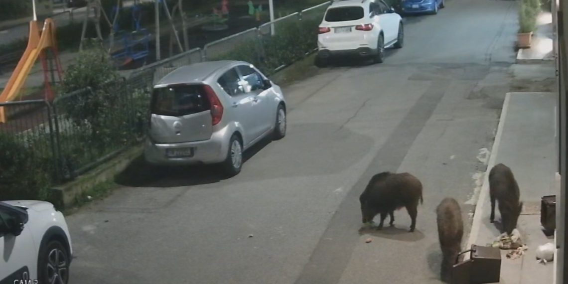 Ancora cinghiali in centro a Vibo Valentia (VIDEO)