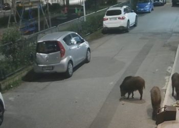 Ancora cinghiali in centro a Vibo Valentia (VIDEO)