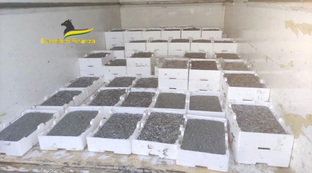 Maxi sequestro di 2 tonnellate di novellame di sarda a Cassano all’Ionio